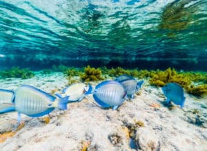 beautiful aquatic image of the watchtower swimming pool with several blue fishes feeding in a totally transparent water that until it seems that we are floating in fernando of noronha brazil