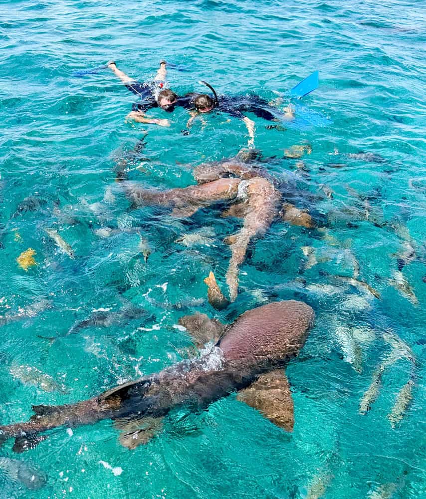 GO SLOW ISLAND, BELIZE - Aug 02, 2018: An adventurous young woman snorkeling in the sea wearing a diving mask in Caye Caulker island, Belize