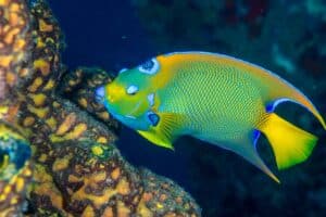 Queen Angel fish shot in Bonaire Netherlands Antilles,