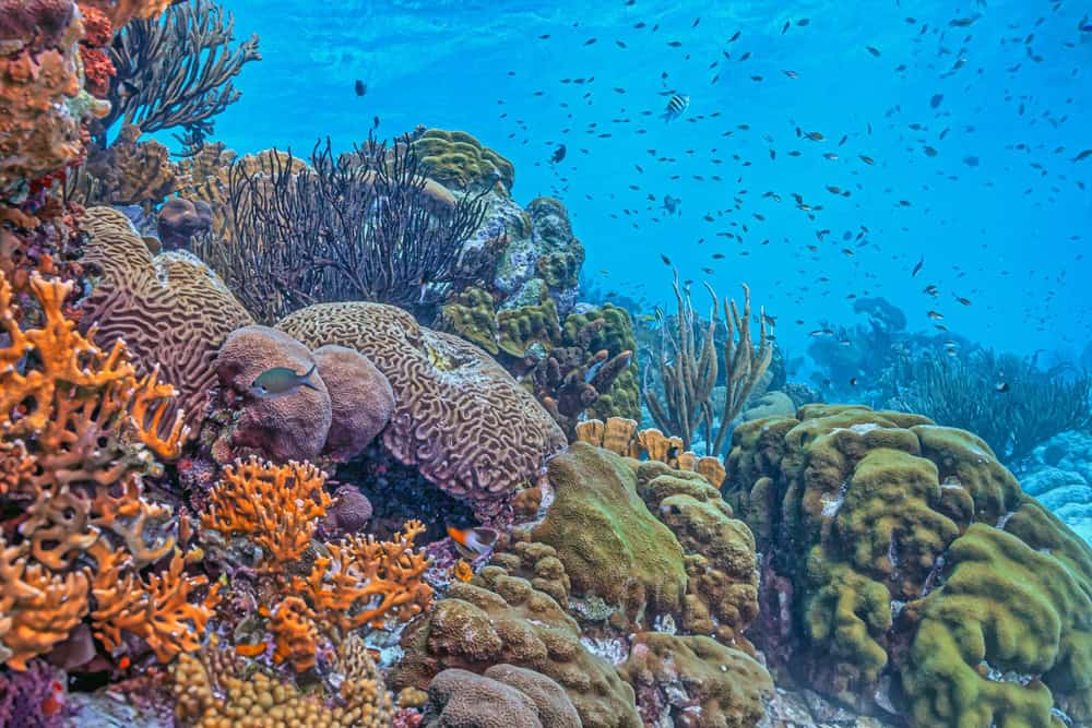Coraf Reef off the coast of the island of Roatan, Honduras